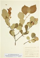 藏品(山楂屬)的圖片